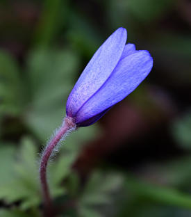 purple windflower